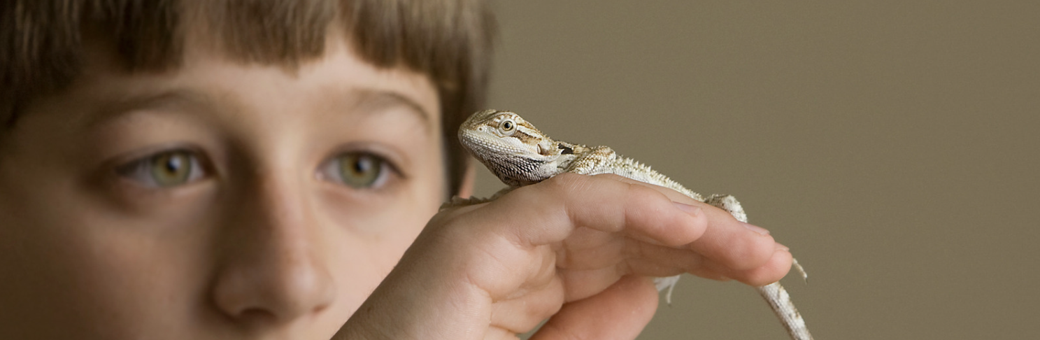 Child holding a baby bearded dragon